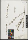 Foto von Salix purpurea L.
